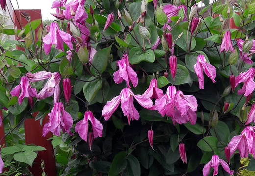 ПетроПион - пионы, клематисы и садовые растения, слайд 2