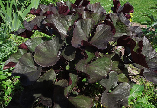 ПетроПион - пионы, клематисы и садовые растения, слайд 3