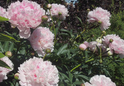 ПетроПион - пионы, клематисы и садовые растения, слайд 1